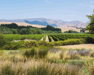 Marlborough Vineyard