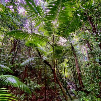 Daintree Rainforest